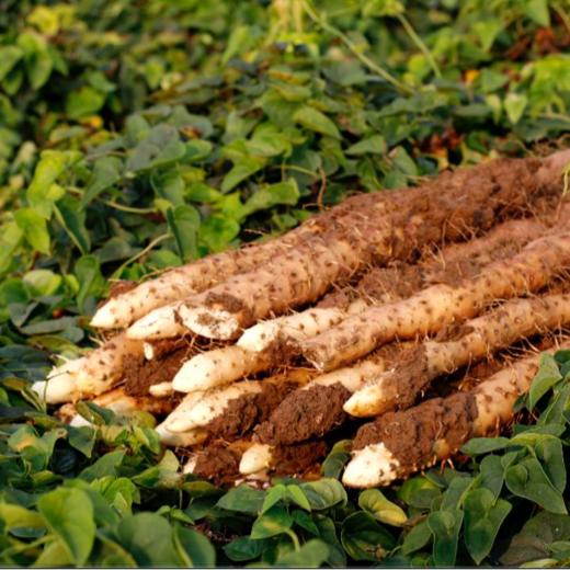 【温县焦作正宗垆土铁棍山药】5斤礼盒装 现挖现发 口感瓷糯 新鲜开挖 十年轮作 滋补佳品 商品图0