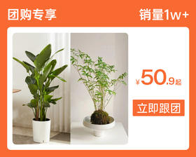 【团购专享】百来块打造森系家居🌳 这2种绿植让你运势旺旺旺
