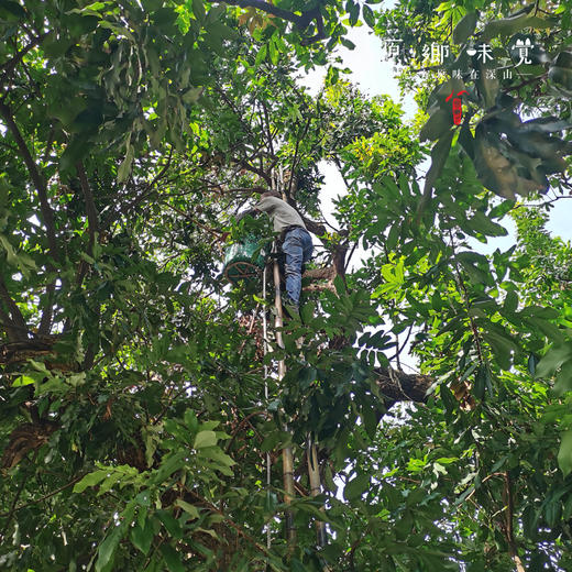 野生桂圆干（成都仓库-顺丰快递）| 200g/罐，来自福建泉州，生产者：谢章民【合作生产，公平贸易】 商品图5