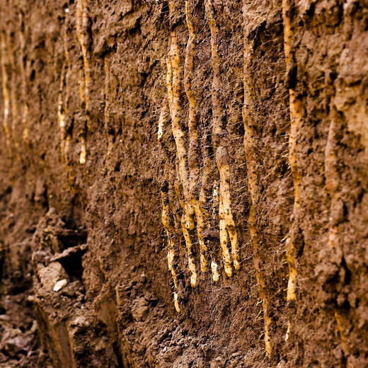 养地9年就为这1年好山药❗霜降开挖限量2000单秒杀❗霜降开挖的正宗温县垆土地铁棍山药❗百年传承老字号，药食同源❗ 商品图2