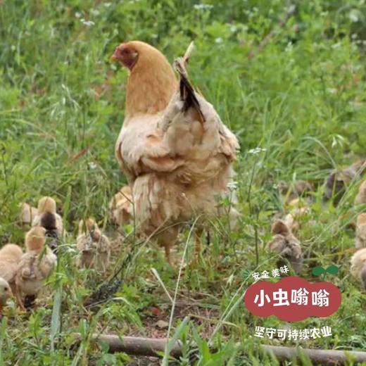 （发货慢，不接急单）生态江汉土鸡蛋 30枚/盒 | 合作农友生产，产自湖北广水，生产者：湛小良 *【公平贸易农人定价】 商品图3