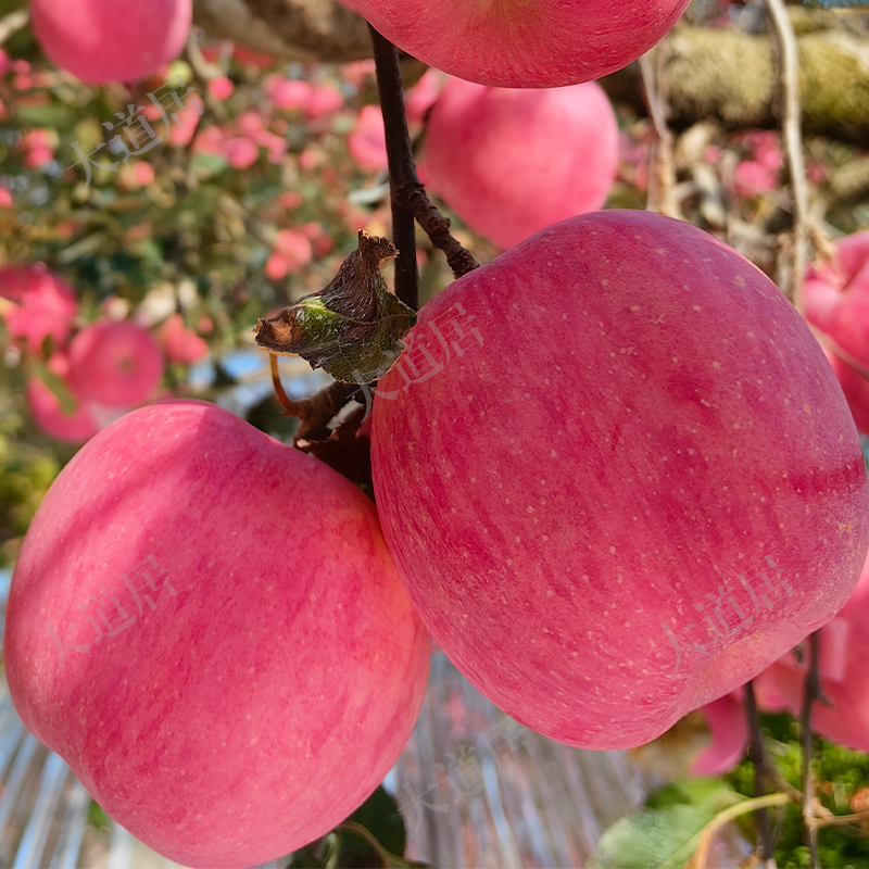 2025年「红富士」苹果（邮政快递，包邮）