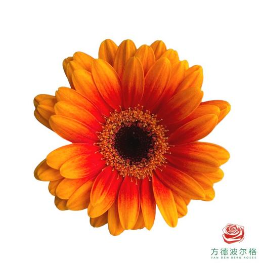 外购非洲菊-福娃 10枝一扎 商品图1