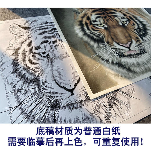 【大彩图】孟祥顺工笔画白描底稿斗方《老虎头》临摹勾线动物线稿A641 商品图3