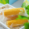 〔产地直发包邮60〕长春有机糯玉米 商品缩略图0