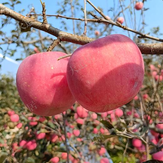 2025年「红富士」苹果（邮政快递，包邮） 商品图1