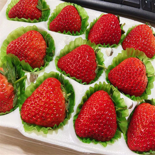 【2025 丹东红颜草莓】丹东产区红颜九九草莓，提前感受春天的味道，独立包装可快递，新鲜十足，口感鲜甜。11颗/15颗装可选，江浙沪皖顺丰包邮~ 商品图2