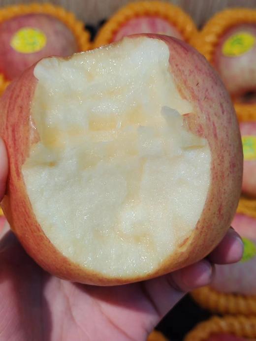 【团购特惠】洛川苹果，浓郁的苹果香，一口嘎嘣脆，汁水又多脆又甜，皮薄、核小食之有味~ 商品图3