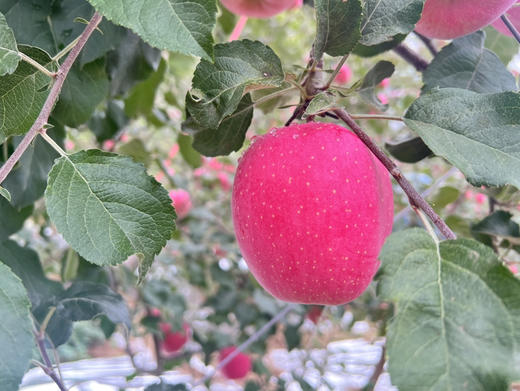 咸阳马栏红苹果12枚装 商品图2