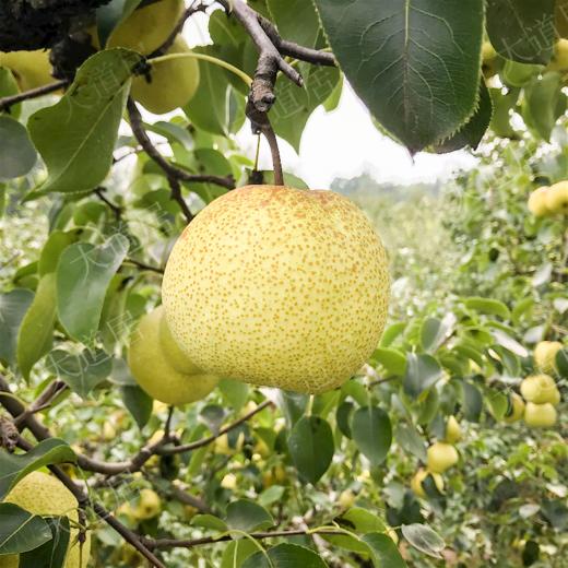 2025年砀山梨-预售（随机快递，包邮） 商品图0