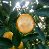 滑皮金桔 ｜ 广西融安金桔全新二代，0酸0涩，纯甜多汁，无籽无渣！ 商品缩略图5