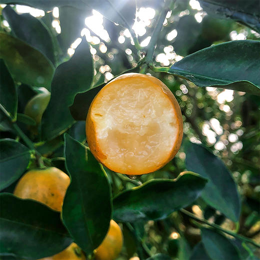 滑皮金桔 ｜ 广西融安金桔全新二代，0酸0涩，纯甜多汁，无籽无渣！ 商品图5