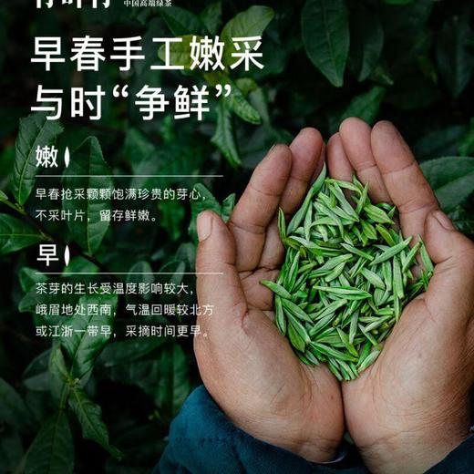 竹叶青品味绿茶 45g/袋 商品图4