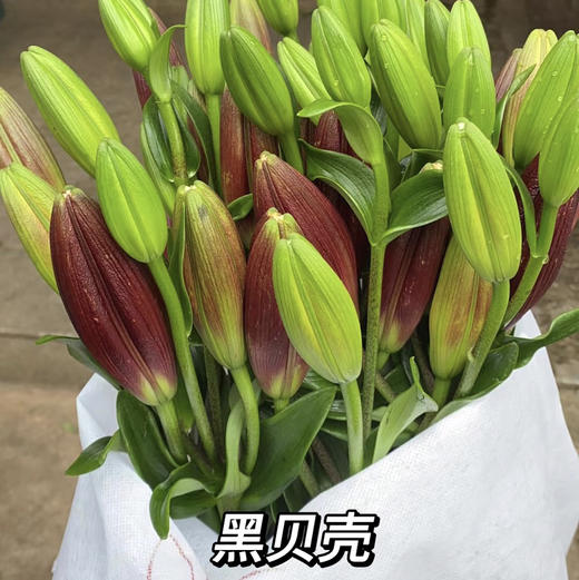 亚百合.黑贝壳 商品图1