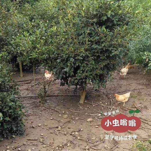 （发货慢，不接急单）生态江汉土鸡蛋 30枚/盒 | 合作农友生产，产自湖北广水，生产者：湛小良 *【公平贸易农人定价】 商品图14