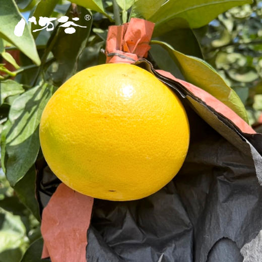 8.5斤装【葡萄柚】福建漳州产地，手剥爆汁的葡萄柚，晶莹的果肉蓄满了汁水，柔嫩的入口即化，滋味清甜，只为口感佳的时候上架，乍一看像橙子，却颗粒分明，散发着柚子幽香~ 商品图2