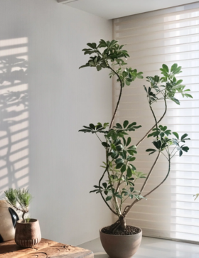 【养护分享3】鸭掌木、金钻真的太好看好养啦！