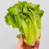 罗马生菜 商品缩略图0
