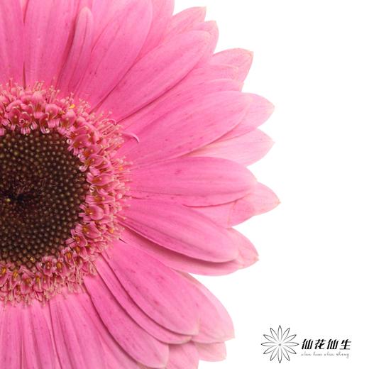 非洲菊 | 紫 商品图1