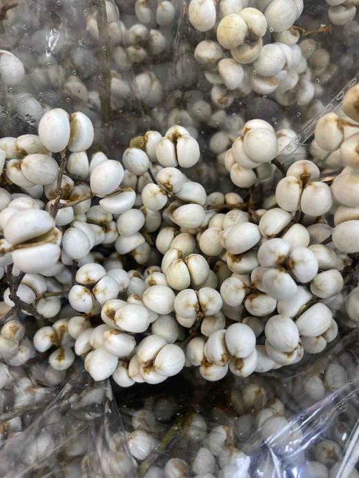 【静静的等候】乌桕果  白色  若干枝/扎 （干花）（圣诞叶材） 商品图5