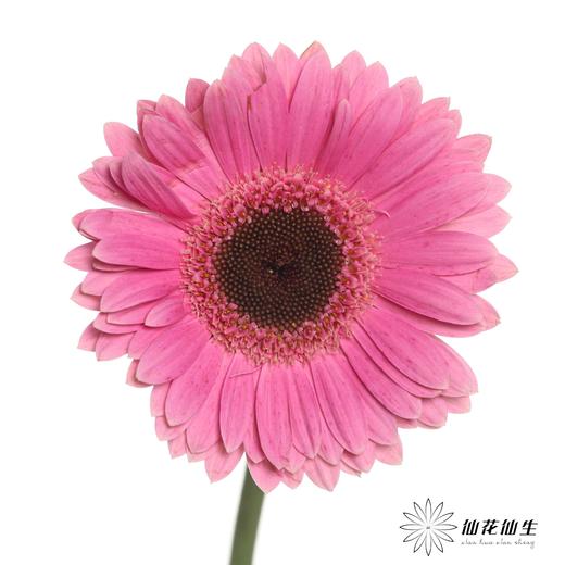 非洲菊 | 紫 商品图2