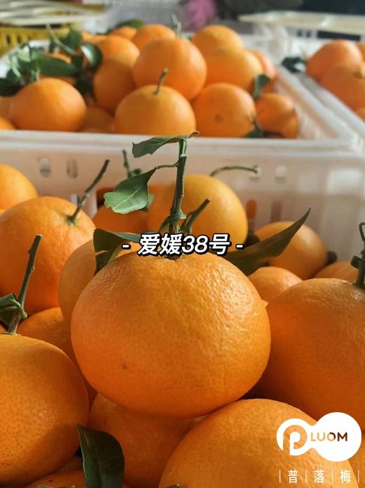 双11丨8斤加赠1斤！挂在枝头的天然果冻！【四川·爱媛果冻橙】非橙非橘 似橙似橘 皮薄如纸 细嫩无渣 酸酸甜甜 入口即化 商品图2
