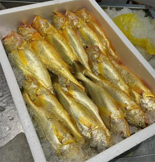 半野生黄花鱼 商品图1