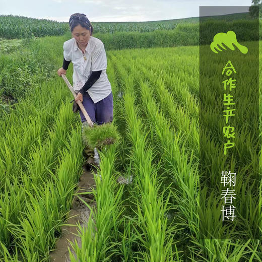 生态大白菜（吉林，中通） | 合作生产 *   Ecological Cabbage | Partner Production 商品图1