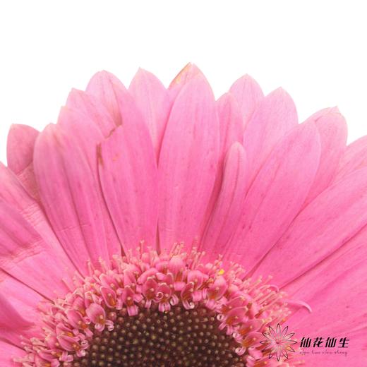 非洲菊 | 紫 商品图5