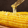青辰谷谷双色有机糯玉米 严格有机认证 双色鲜食玉米 商品缩略图4