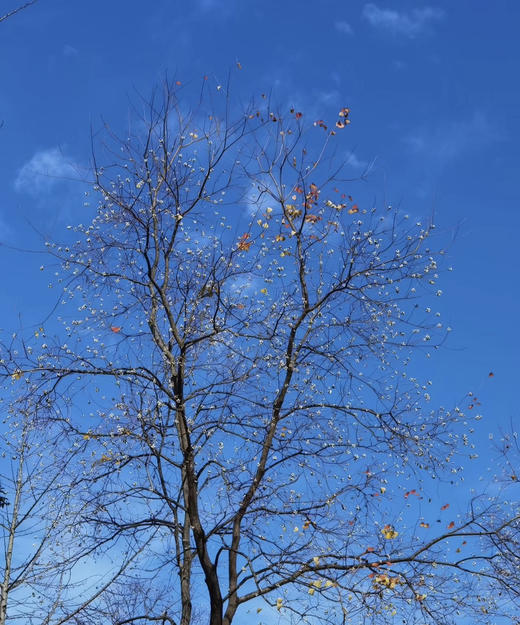 【静静的等候】乌桕果  白色  若干枝/扎 （干花）（圣诞叶材） 商品图4