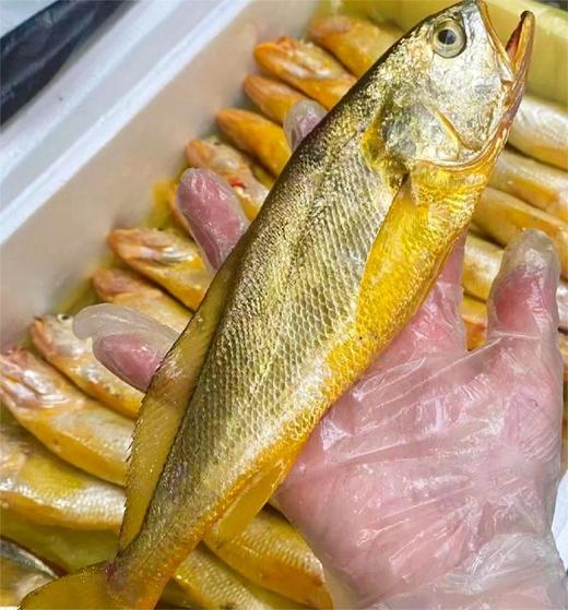 半野生黄花鱼 商品图0