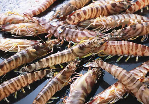 鲜活基围虾也叫竹节虾，门店充氧发货，保证新鲜度，约15尾/250克 商品图0