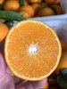 双11丨8斤加赠1斤！挂在枝头的天然果冻！【四川·爱媛果冻橙】非橙非橘 似橙似橘 皮薄如纸 细嫩无渣 酸酸甜甜 入口即化 商品缩略图4