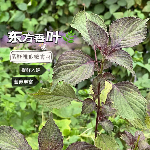 非遗美食·紫苏酱 东方香叶 去腥提味一口酱 满口香 商品图2