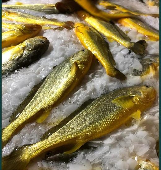 半野生黄花鱼 商品图3