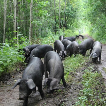 京东跑山猪国产黑猪棒骨2斤 冷冻多肉猪筒子骨猪腿骨 商品图1
