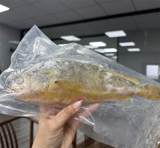 半野生黄花鱼 商品图6