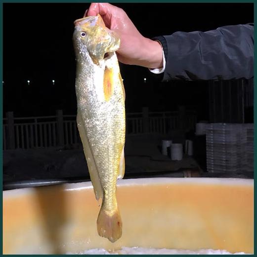 半野生黄花鱼 商品图5