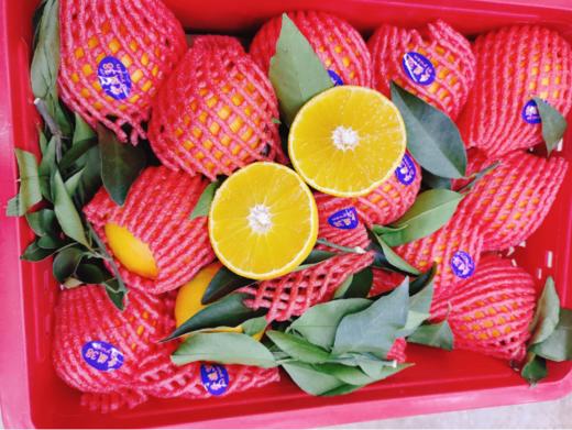 大框爱媛果冻橙一箱 商品图3