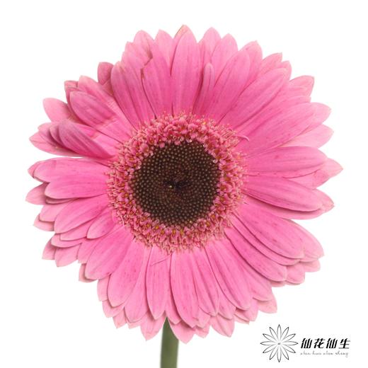 非洲菊 | 紫 商品图0