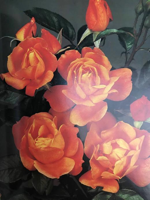 园艺全书 120余幅插图 精装大16开 商品图12