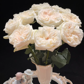 白荔枝单头玫瑰丨A级花材