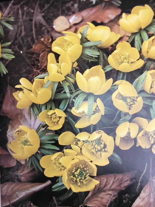 园艺全书 120余幅插图 精装大16开 商品图5