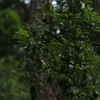 2023年薄荷塘易武森林高杆古树  普洱茶  生茶  200g/饼 商品缩略图5