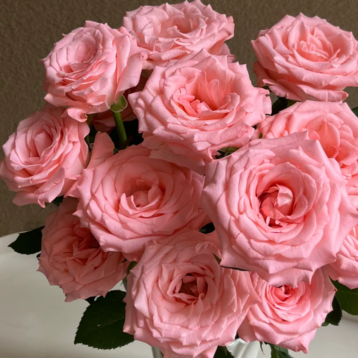 戴安娜单头玫瑰丨A级花材【单拍不发】