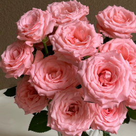 戴安娜单头玫瑰丨A级花材【单拍不发】