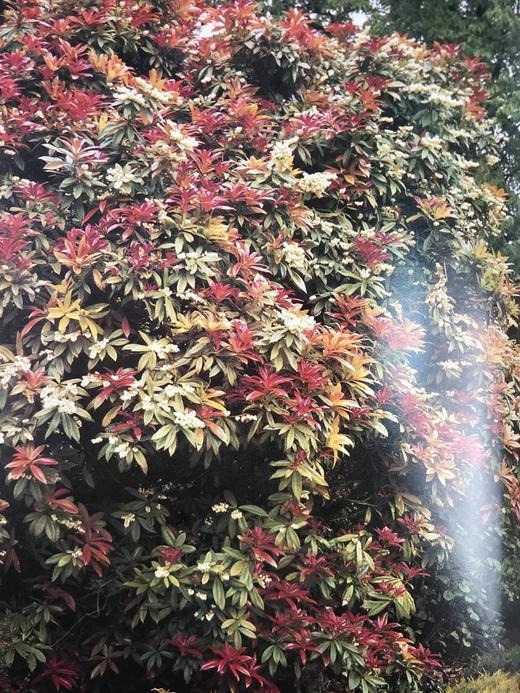 园艺全书 120余幅插图 精装大16开 商品图8