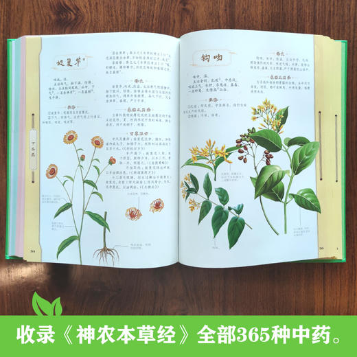神农本草经图典 商品图2