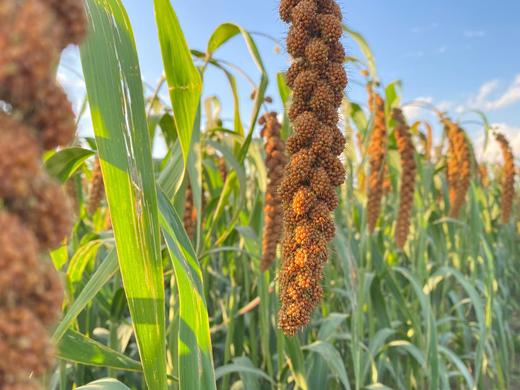 新小米｜2025年11月收 商品图5